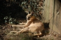 01 Zoo d'Amneville